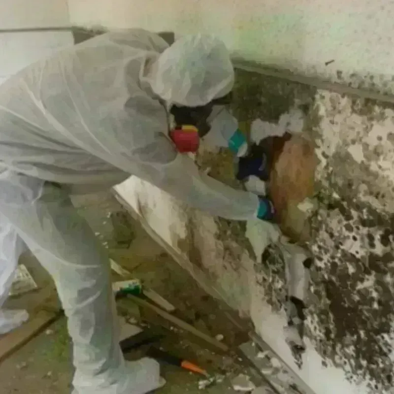 Mold Remediation and Removal in Groesbeck, TX